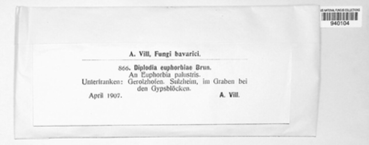 Diplodia euphorbiae image